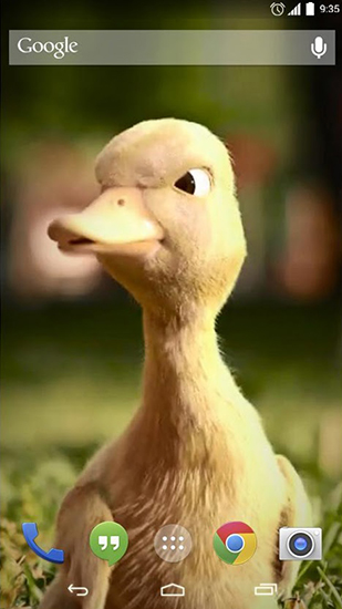 Pato que habla - descargar los fondos de pantalla animados Animales gratis para el teléfono Android.