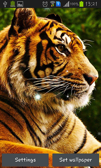 Tigres  - descargar los fondos de pantalla animados Animales gratis para el teléfono Android.