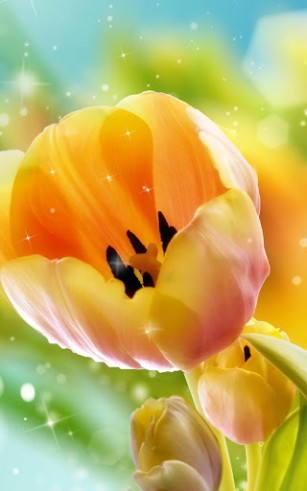 Tulipanes - descargar los fondos de pantalla animados gratis para el teléfono Android A.n.d.r.o.i.d. .5...0. .a.n.d. .m.o.r.e.