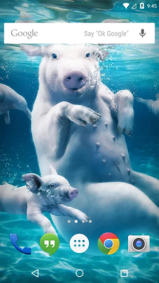 Animales bajo el agua  - descargar los fondos de pantalla animados Animales gratis para el teléfono Android.
