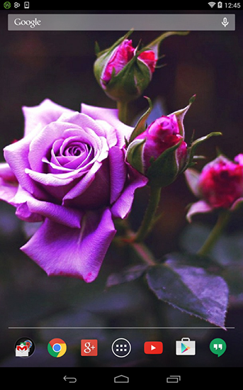 Flor violeta  - descargar los fondos de pantalla animados Flores gratis para el teléfono Android.
