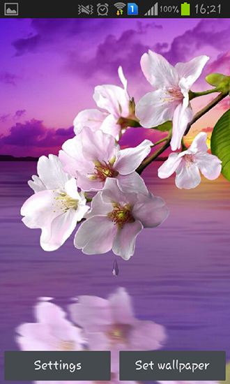 Gota de agua: Flores y hojas - descargar los fondos de pantalla animados Flores gratis para el teléfono Android.