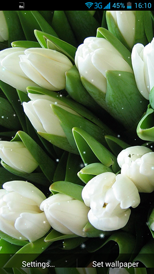 Flores blancas - descargar los fondos de pantalla animados Flores gratis para el teléfono Android.