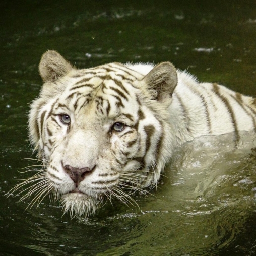 Tigre blanco: Toque del agua  - descargar los fondos de pantalla animados gratis para el teléfono Android 4.2.1.