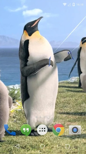 La captura de pantalla Pingüino ártico  para celular y tableta.