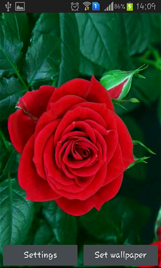 Descargar  Rosa roja que florece - los fondos gratis de pantalla para Android en el escritorio. 