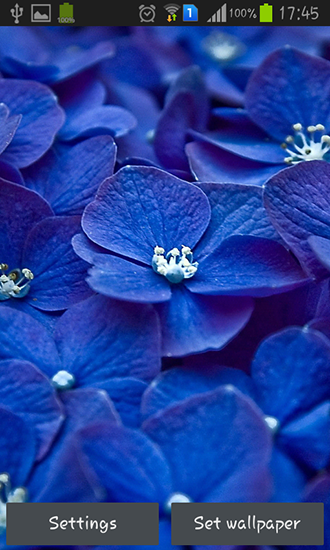 Descargar  Flores azules  - los fondos gratis de pantalla para Android en el escritorio. 