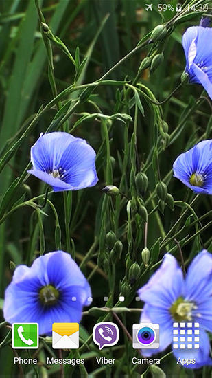 Descargar  Flores azules   - los fondos gratis de pantalla para Android en el escritorio. 