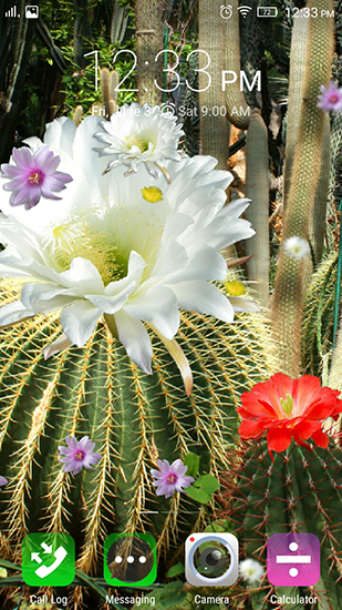 Descargar  Flores del cactus  - los fondos gratis de pantalla para Android en el escritorio. 