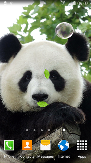 Descargar  Panda simpática  - los fondos gratis de pantalla para Android en el escritorio. 
