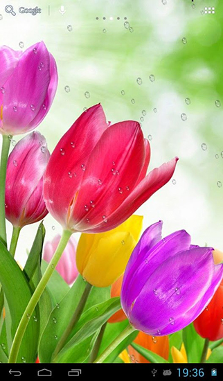 Descargar  Gotas en los tulipanes - los fondos gratis de pantalla para Android en el escritorio. 