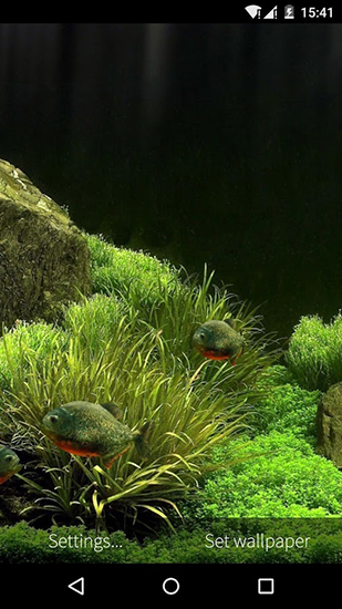 Descargar  Acuario 3D con peces - los fondos gratis de pantalla para Android en el escritorio. 