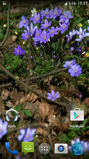 Descargar  Flores del bosque  - los fondos gratis de pantalla para Android en el escritorio. 