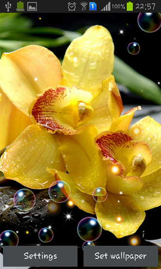 Descargar  Orquídea HD - los fondos gratis de pantalla para Android en el escritorio. 
