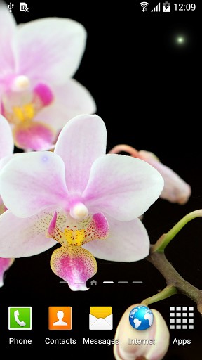 Descargar  Orquídeas - los fondos gratis de pantalla para Android en el escritorio. 