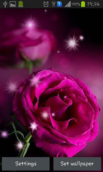 Descargar  Rosas rosadas  - los fondos gratis de pantalla para Android en el escritorio. 
