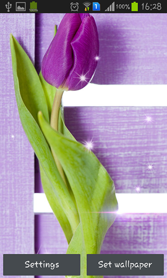 Descargar  Tulipanes morados - los fondos gratis de pantalla para Android en el escritorio. 