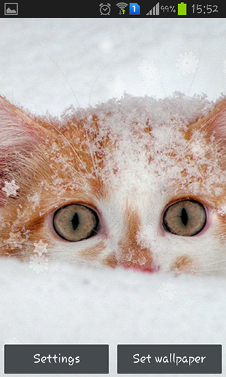 Descargar  Gatos de nieve - los fondos gratis de pantalla para Android en el escritorio. 
