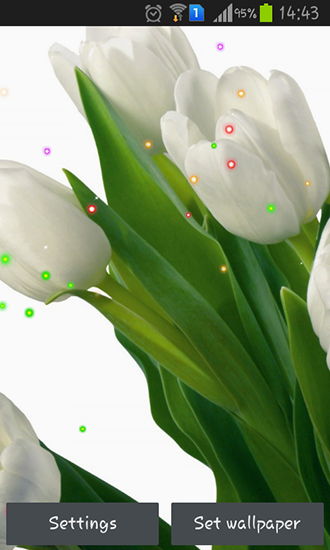 Descargar  Lirios y tulipanes de primavera - los fondos gratis de pantalla para Android en el escritorio. 