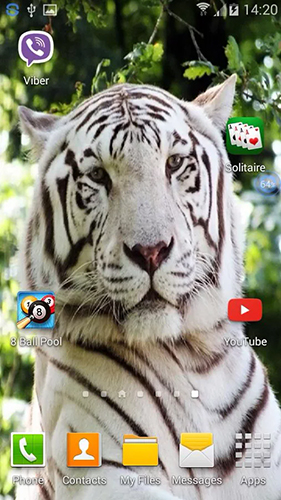 Descargar  Tigres: Sacude y cambia  - los fondos gratis de pantalla para Android en el escritorio. 