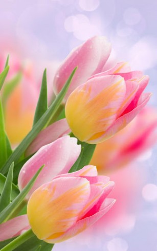 Descargar  Tulipanes - los fondos gratis de pantalla para Android en el escritorio. 
