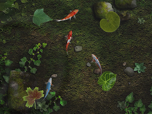 Descargar  Estanque con peces koi - los fondos gratis de pantalla para Android en el escritorio. 