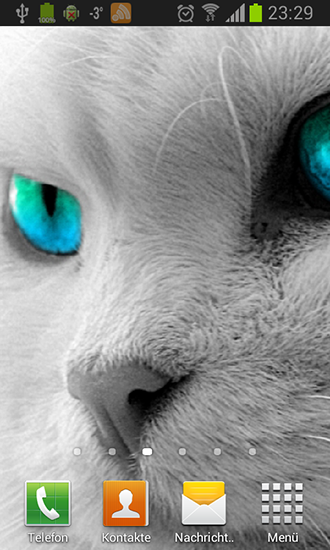 Descargar  Gatos blancos - los fondos gratis de pantalla para Android en el escritorio. 