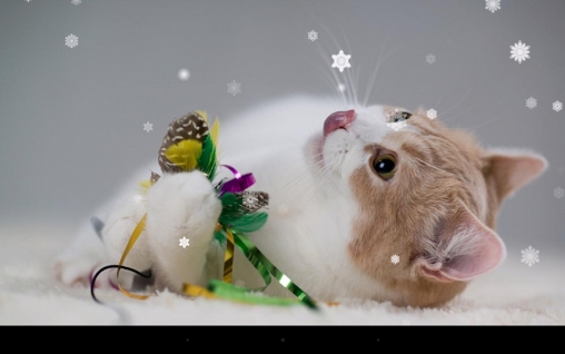 Descargar  Gato de Navidad - los fondos gratis de pantalla para Android en el escritorio. 