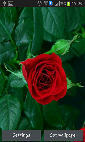 La captura de pantalla Rosa roja que florece para celular y tableta.