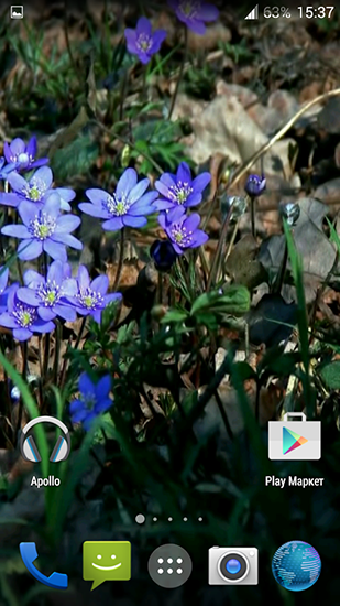 La captura de pantalla Flores del bosque  para celular y tableta.
