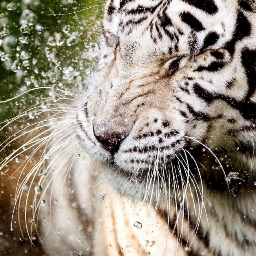 La captura de pantalla Tigre blanco: Toque del agua  para celular y tableta.