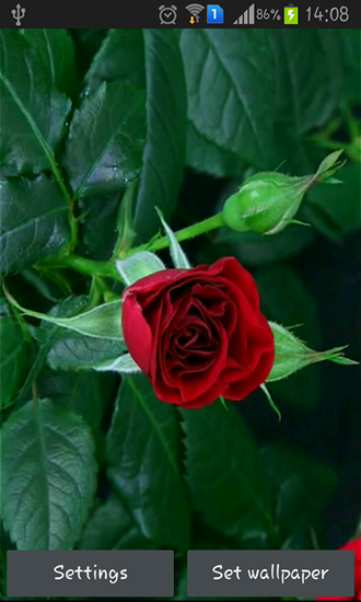 Rosa roja que florece