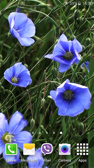 Flores azules  