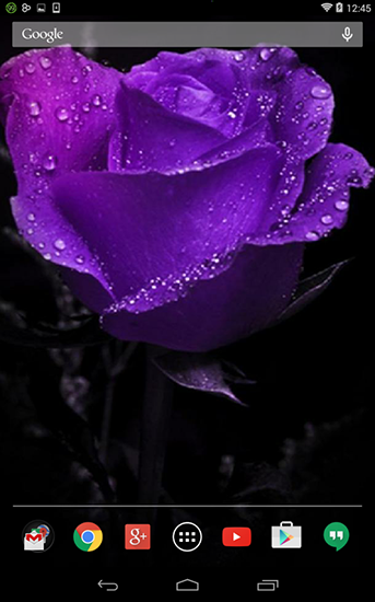 Flor violeta 