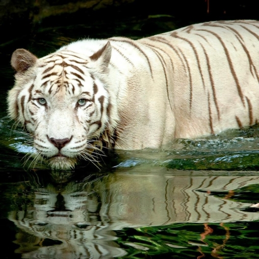 Tigre blanco: Toque del agua 