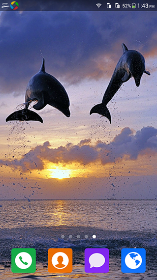 Delfín maravilloso  