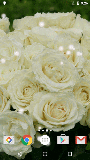 Rosa blanca 