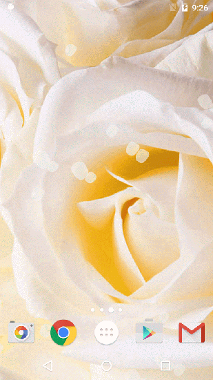 Rosa blanca 