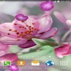Descarga Flor del cerezo   para Android, así como otros fondos gratis de pantalla en movimiento para Sony Xperia E1.