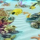 Además de los fondos de pantalla animados para Android Galaxia digital , descarga la apk gratis de los salvapantallas Ocean Aquarium 3D: Isla de la tortuga  .