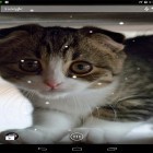 Además de los fondos de pantalla animados para Android Gato, descarga la apk gratis de los salvapantallas .