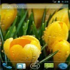 Además de los fondos de pantalla animados para Android Atardecer de invierno, descarga la apk gratis de los salvapantallas Flores increíbles de primavera.