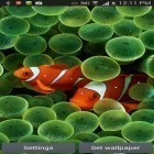 Además de los fondos de pantalla animados para Android Peces de corales 3D, descarga la apk gratis de los salvapantallas Acuario.