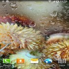 Además de los fondos de pantalla animados para Android Londón lluvioso  , descarga la apk gratis de los salvapantallas Flores del otoño.