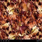 Además de los fondos de pantalla animados para Android Pequeño gorrión , descarga la apk gratis de los salvapantallas Hojas de otoños 3D.