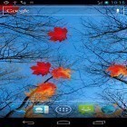 Descarga Arce de otoño  para Android, así como otros fondos gratis de pantalla en movimiento para Samsung Optimus L7 P705.