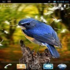 Además de los fondos de pantalla animados para Android Tierra maravillosa  , descarga la apk gratis de los salvapantallas Pájaros 3D.