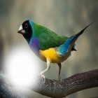 Además de los fondos de pantalla animados para Android Islas de cielo, descarga la apk gratis de los salvapantallas Marcos con fotos de pájaros .