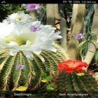 Además de los fondos de pantalla animados para Android Plasma eléctrico, descarga la apk gratis de los salvapantallas Flores del cactus .