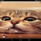 Además de los fondos de pantalla animados para Android Gato oculto , descarga la apk gratis de los salvapantallas Gato .
